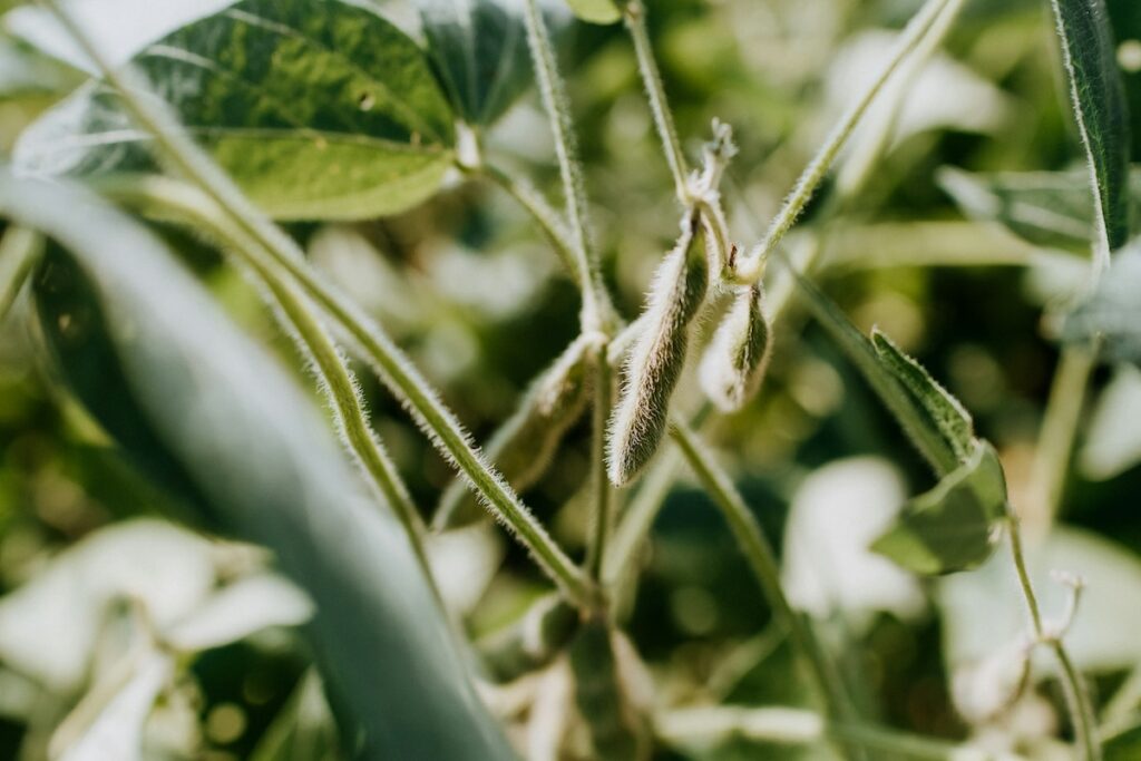 la plante de soja